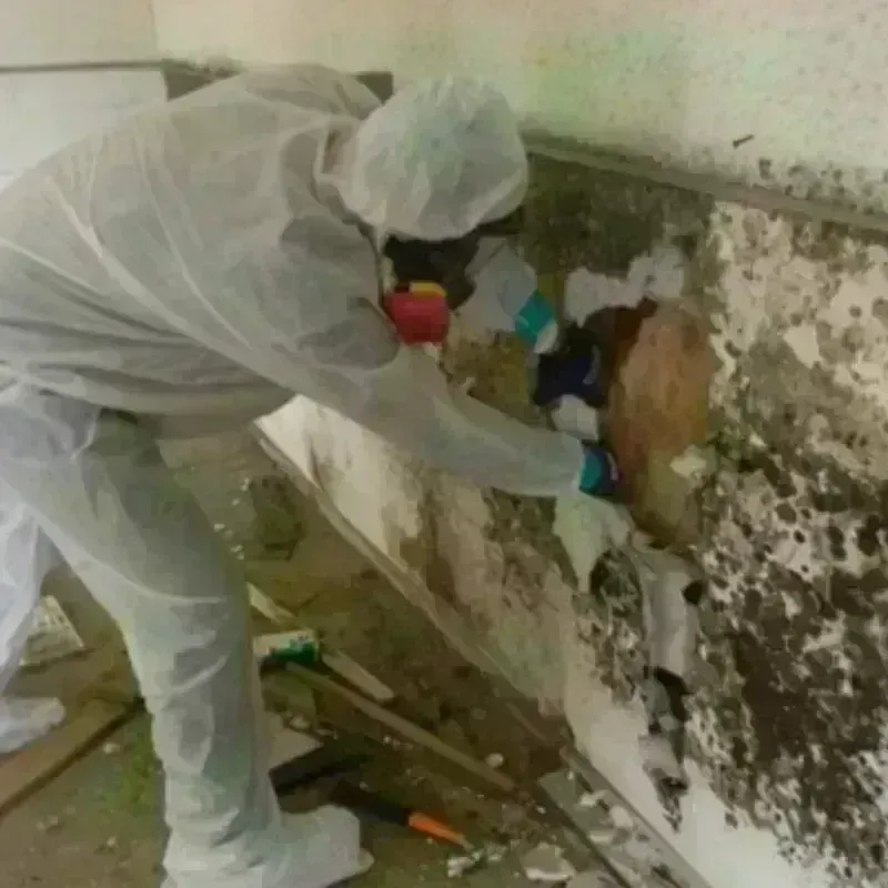 Mold Remediation and Removal in Dryden, VA